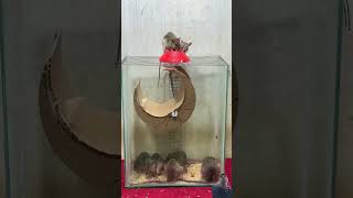 Mouse lock rat animals mouse pets mousetrap rattrap youtubeshorts [upl. by Nagorb393]