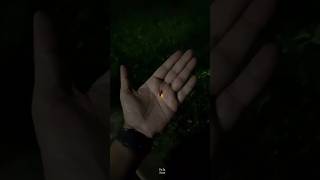 How Fireflies Light Up science sciencefacts [upl. by Eivad430]