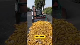 Machine Peeling Corns🌽 in Seconds😲✅ shorts youtubeshorts viralshort shortsfeed machine corn [upl. by Udale]