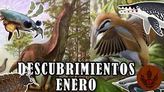 DESCUBRIMIENTOS ENERO 2022 CANGREJOS CON GRANDES OJOS ESTUDIO SOBRE SAUROPODOS ICHTHYOSAURIOS [upl. by Tonie]