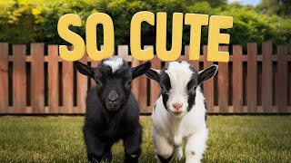 quotWatch These Baby Goats Frolic – Guaranteed to Melt Your Heartquot [upl. by Penelopa]