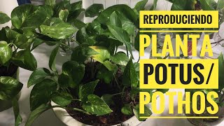 Reproducir  propagar planta potuspothos en agua 💦 💦💦 [upl. by Ardnos]