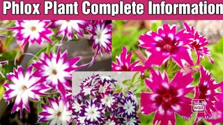 How to Grow and Care Phlox Flower Plant  Phlox Plant Care Propagation and Fertilizer [upl. by Ahsennod]