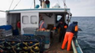 Lobster Fishery in Southwest Nova Scotia [upl. by Anderer]