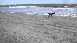 Ocean City NJ Longport Dog Beach [upl. by Attenat]