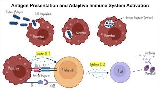 English  Antigen Presentation amp adaptive immune system activation English [upl. by Nyladnewg]