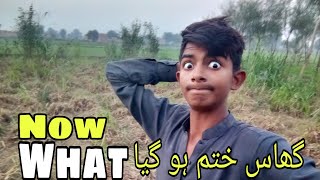 Ghass khatam ho gya ab kia Karen  duckybhai waqarbhinder rajabsfamily vlogging farming vlogs [upl. by Hsiekal]