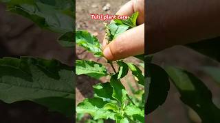 🌿तुलसी जी को घना कैसे करें🌿Tulsi plant care youtubeshortsgardening tulsitulsiplantcare [upl. by Heigl]