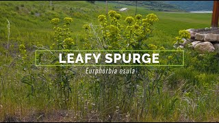 Leafy Spurge [upl. by Marceau]