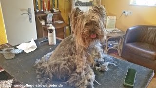 Stark verfilzter Yorkshire Terrier [upl. by Assilac]