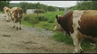 C240622E2  Organic Pedigree Fleckvieh Cows amp Heifers [upl. by Hurlow736]