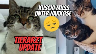 Katze Kuschi muss unter Narkose gesetzt werden Blutuntersuchung Zähne Ultraschall vom Bauch 😔 [upl. by Aluor]