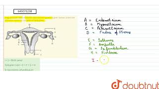 Diagrammatic view of female reproductive system is given below Select the incorrect option on t [upl. by Silisav]