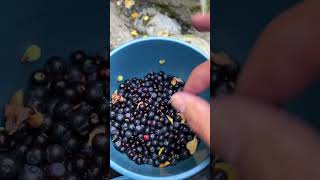 Picked berries at hatchers pass Alaska now chilling at Hatchers pass river [upl. by Jessee973]