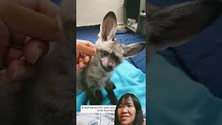 A bat eared fox was rescued and raised by kind hearted people animals funny comedy gaming [upl. by Alvita]