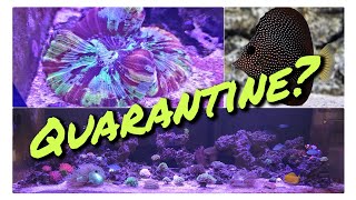 Ep 04 Quarantining new livestock how to Copper treatment  Disaster [upl. by Alusru837]