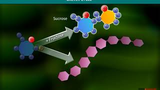 Calvin Cycle  Carboxylation [upl. by Gassman634]