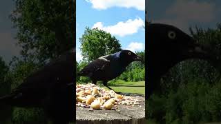 Common grackle eating a peanut for lunch [upl. by Otaner137]