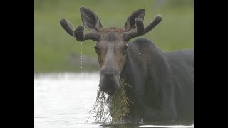 Moose of Maine part 2  MooseMan Video Photography Calendar [upl. by Akem]