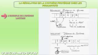 la régulation de la synthèse des protéines بالعربية الدارجة [upl. by Willett]