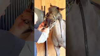 Equine Dentistry ASMR [upl. by Ynej111]