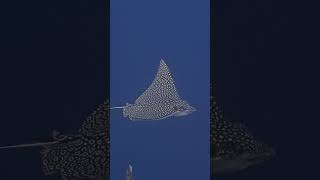 Nuku Hiva Eagle Ray frenchpolynesia eagleray [upl. by Eelasor241]