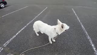 berger blanc suisse Ulrich sortie de voiture [upl. by Kokoruda]