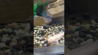 fish aquarium fishing trendsetter lizard lizardfish [upl. by Zigrang297]