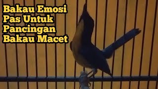 Tledekan Bakau Emosi Pas Untuk Pancingan Bakau Macet Bunyi [upl. by Kelci]