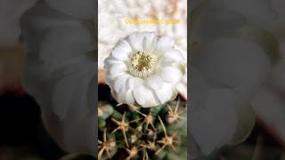 🌵 🌼 Цветение кактуса Гимнокалициум Дамса Gymnocalycium damsii [upl. by Micheline]