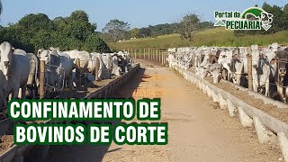 Confinamento de bovinos de corte [upl. by Dera]