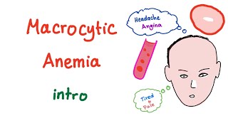 Macrocyctic Anemia Intro [upl. by Conlon]