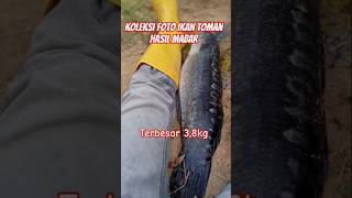 Koleksi foto ikan Toman hasil Mabar terbesar 38kg ikantoman tomanmonster tomanbesar tomanbabon [upl. by Eiramannod90]