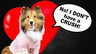 NO I DONT have a CRUSH ❤️🐶 A Dogs Valentines Day Message 🥰Cricket quotthe Sheltiequot Chronicles e070 [upl. by Katzen]