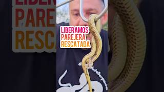 Liberamos parejera rescatada  Philodryas patagoniensis [upl. by Ekenna425]