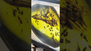 Fossil dinosaur feather in amber paleontology [upl. by Assirolc]