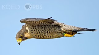 Heres Why Peregrine Falcons Are the Top Guns of the Sky  Deep Look [upl. by Lajet902]