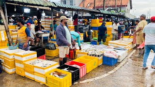 Woow Never Seen Unique Best Big Fish Market In Srilanka [upl. by Lizabeth]