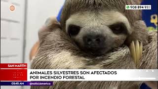 Animales silvestres son afectados por incendio forestal [upl. by Iams]