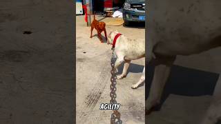 Dogo Argentino Vs Pitbull pitbull shorts ytshorts shortsvideo dogoargentino [upl. by Aven]