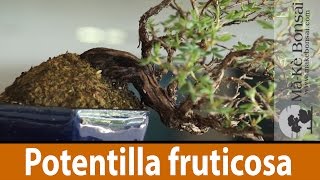 122 Potentilla fruticosa Bonsai Tree Care of a great Flowering Bonsai Trees for Beginners [upl. by Svensen]