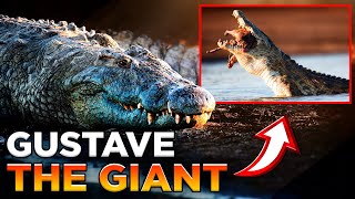 Meet Gustave The Nile Croc Who ATE 300 MEN [upl. by Airuam992]