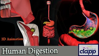 Human Digestive System A quick guide 3D Animation [upl. by Akehsar145]