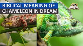 Biblical Meaning of CHAMELEON in Dream  Evangelist Joshua Dream Dictionary [upl. by Margret]