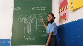 About nephron by class 10 student👩school learning biology srdigischoolbalapur [upl. by Novyart]