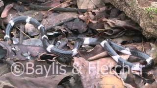 Sri Lankan Krait Sri Lanka 20110207092242mp4 [upl. by Eendyc1]