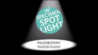 Specimen Spotlight Paleobotany amp Paleoecology [upl. by Emma]