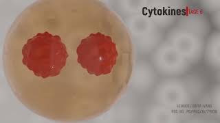 Animation video for Mitosis and Meiosis [upl. by Oironoh643]