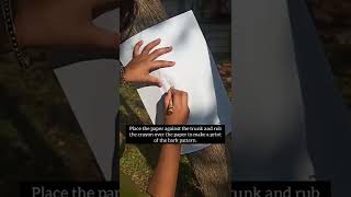 Tree Bark Rubbings  Craft for Kids [upl. by Morocco]