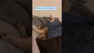 POV Soo tired sleeping upside down is the Best 😴 puppy frenchiesofyoutube sleep sleepingdogs [upl. by Antipus510]